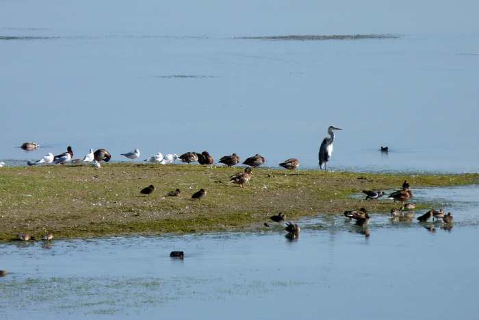Un écosystème favorable aux oiseaux