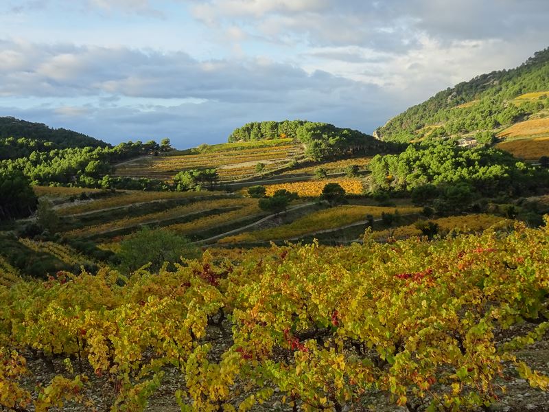 La vigne couvre tous les coteaux