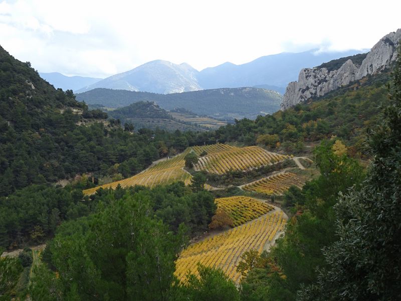 Vignoble blotti entre les falaises