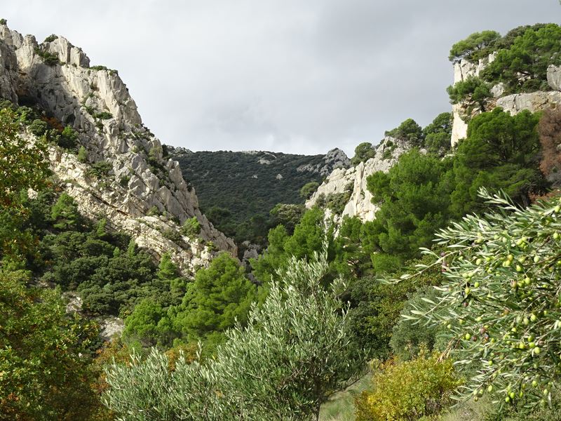 Les branches d'oliviers plient au vent